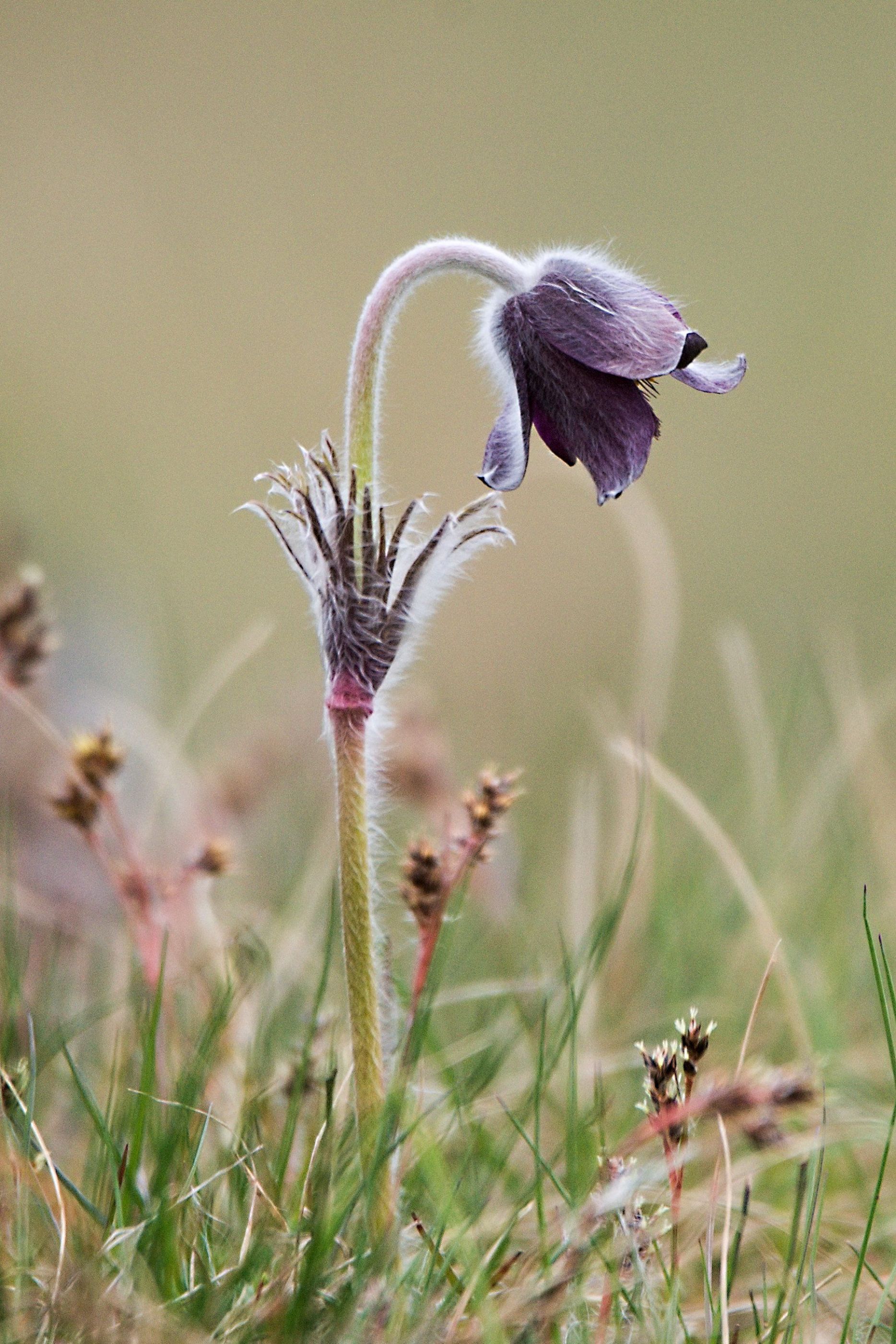 Koniklec luční (Pulsatilla pratensis,)02